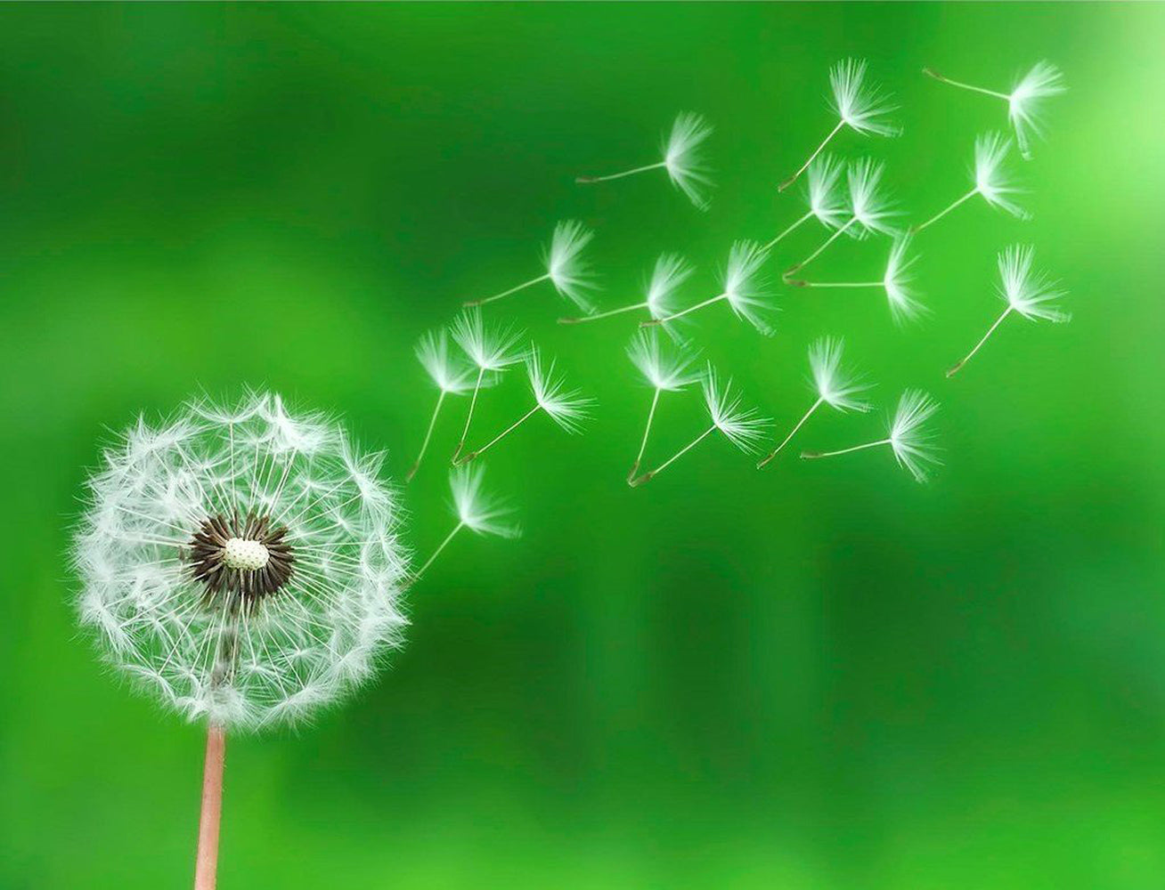 Dandelion Diamond Painting