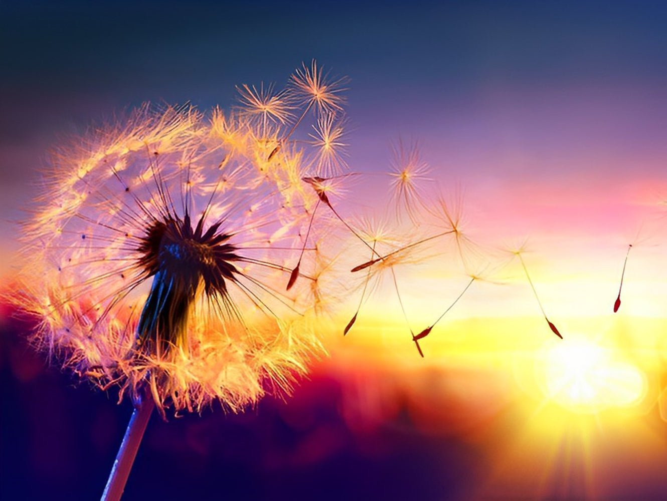 Flying Egrets of Dandelion Plant Diamond Painting