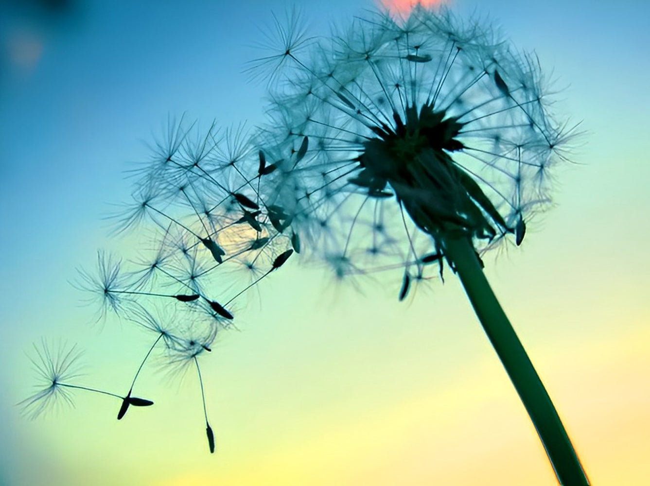 Egrets of a Dandelion Diamond Painting