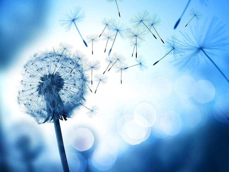 Dandelion in Flight with Blue Background 5D DIY Diamond Painting Kits