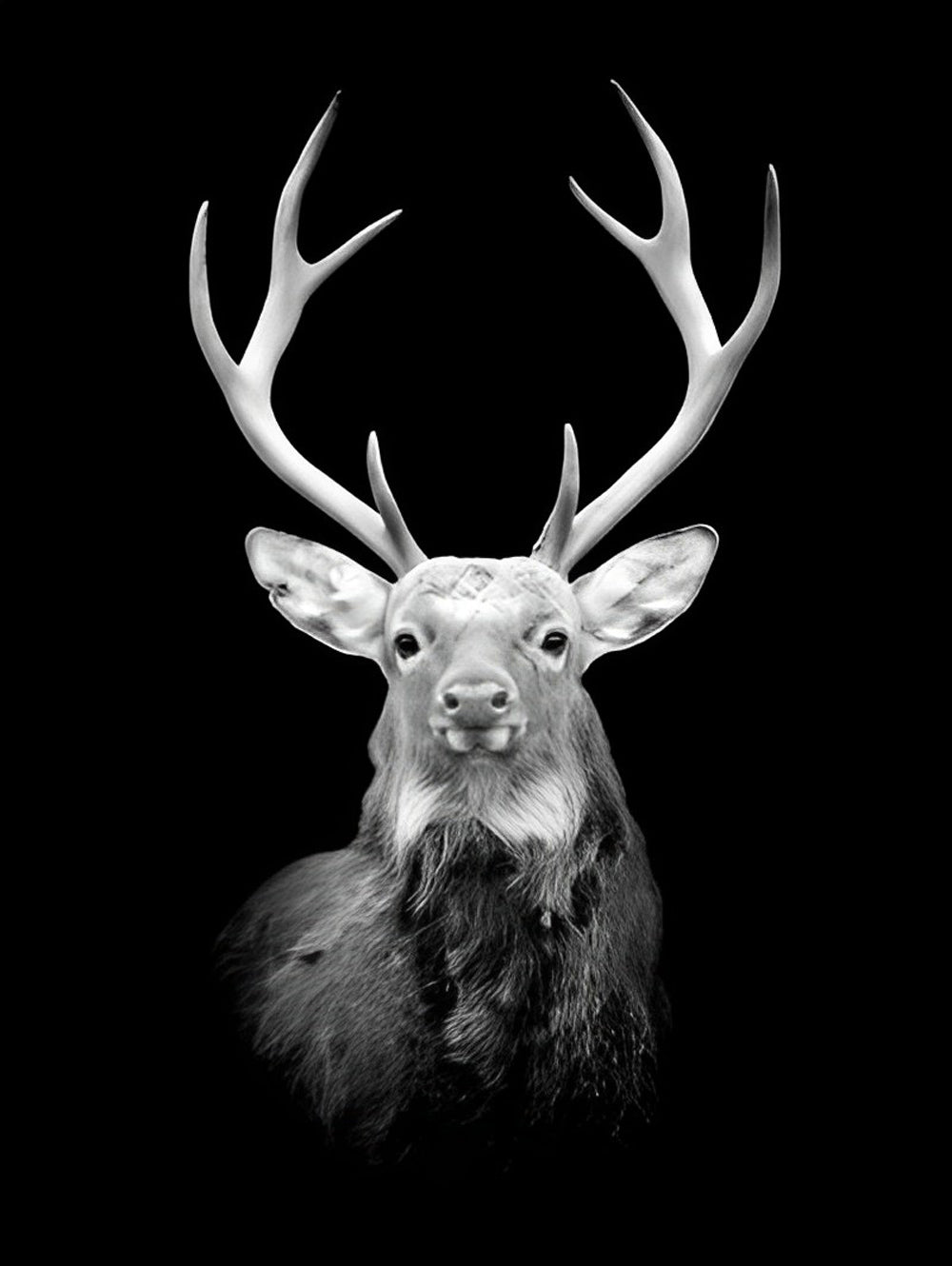 Huge White and Black Deer Diamond Painting