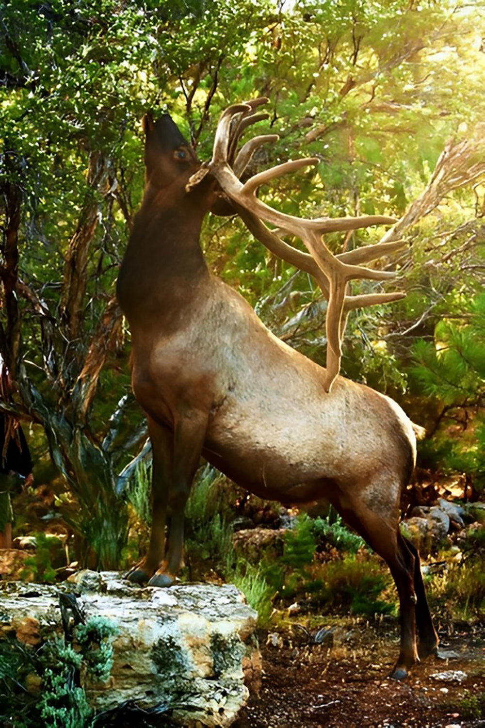 Moose Eating Leaves Diamond Painting