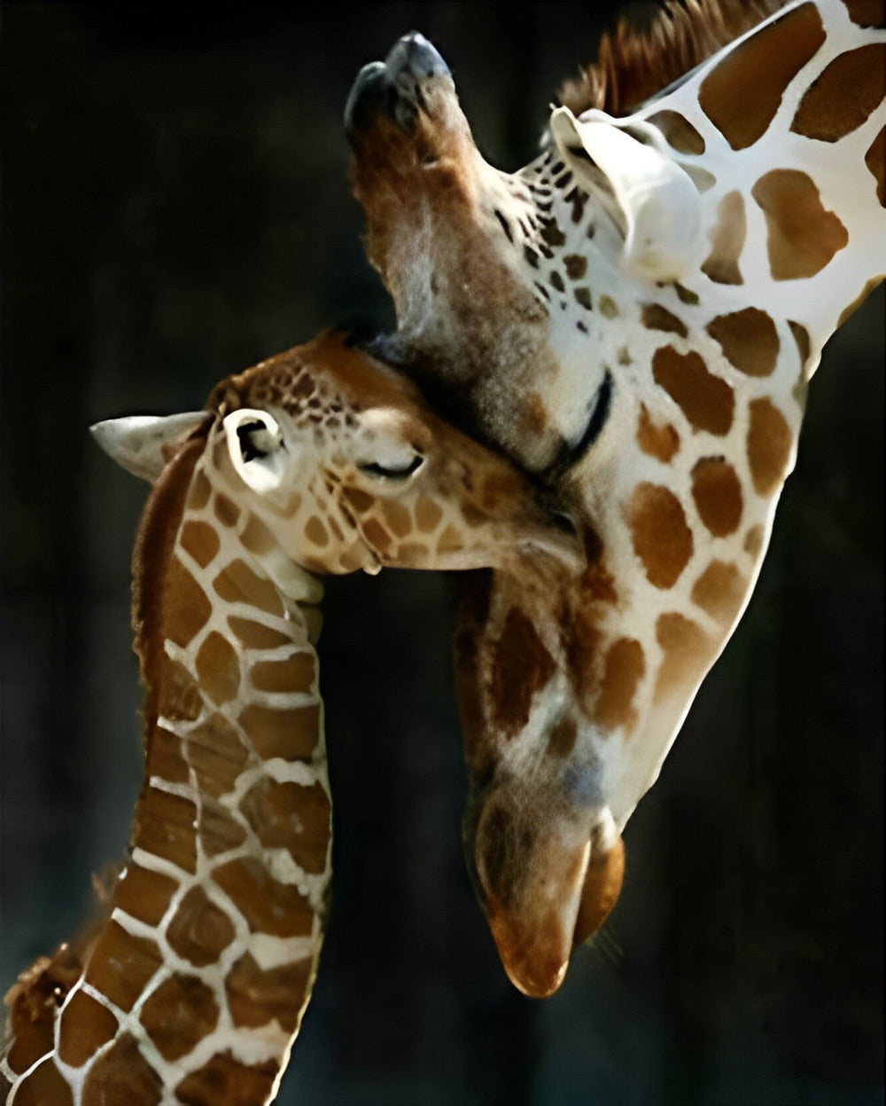 Mother Giraffe and Her Baby Intimate Diamond Painting