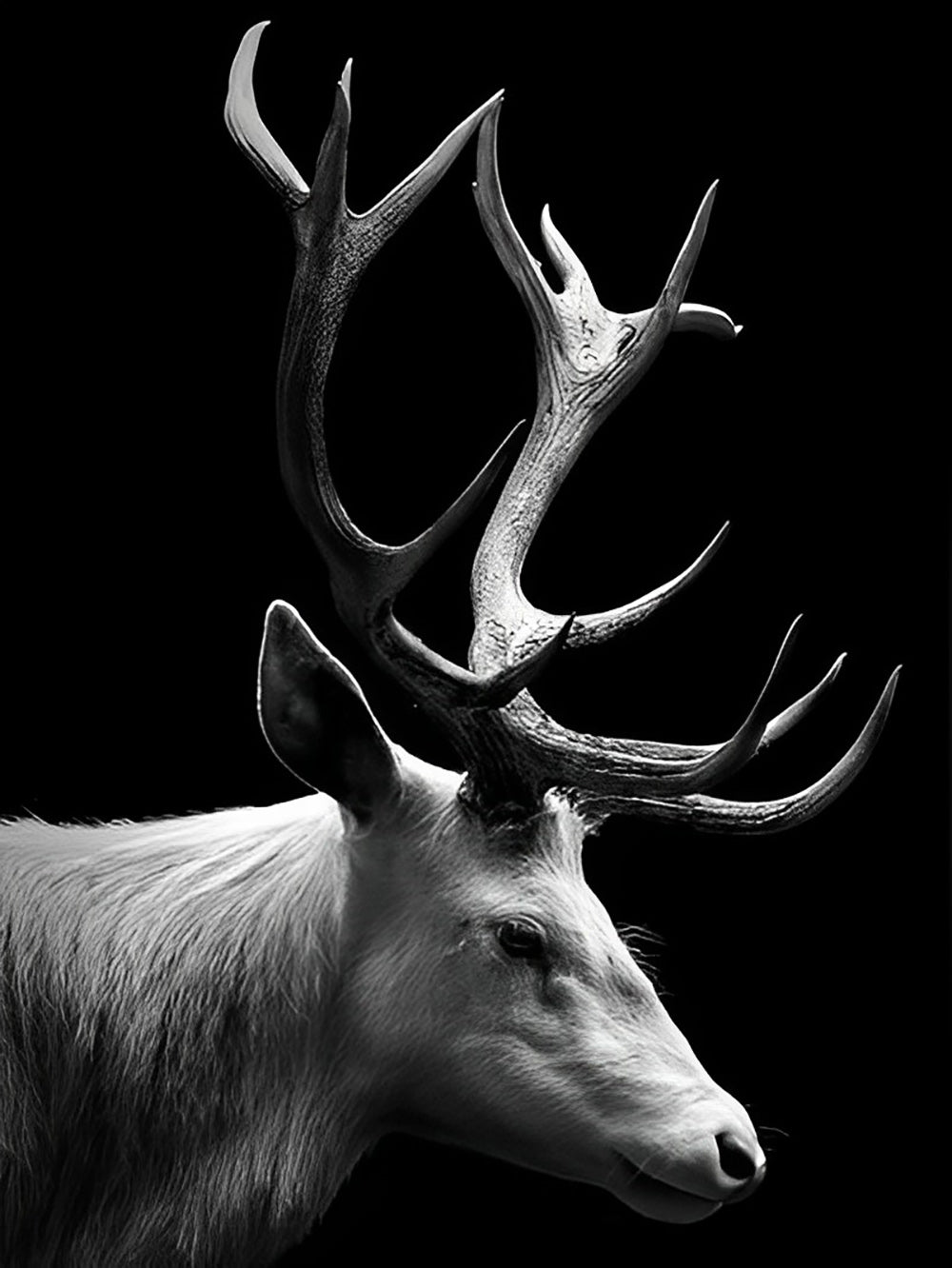 White and Black Reindeer Diamond Painting