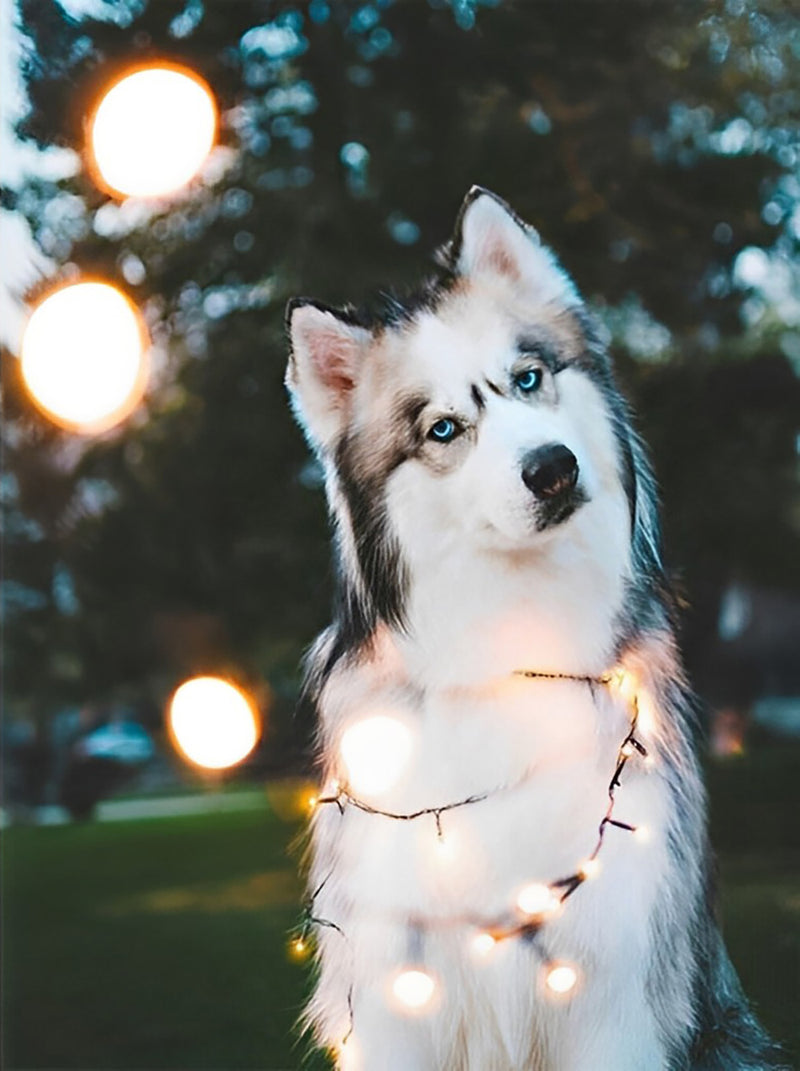 Fairy Husky Dog Diamond Painting