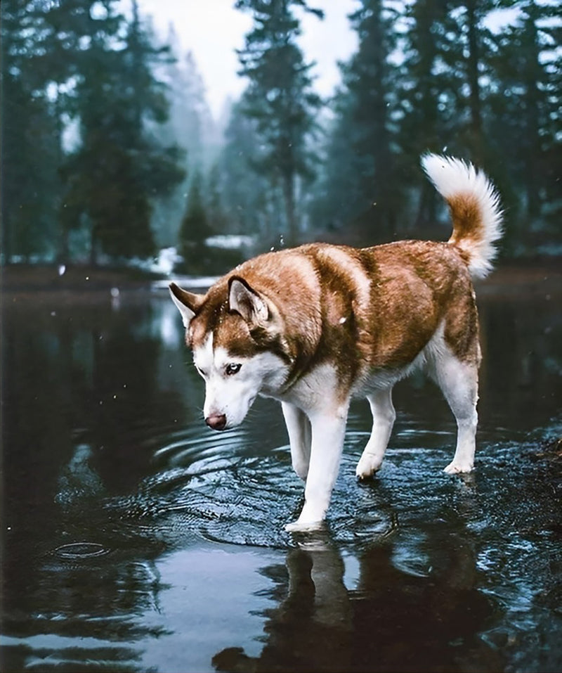 Husky Dog Having Fun Stomping in Water Diamond Painting