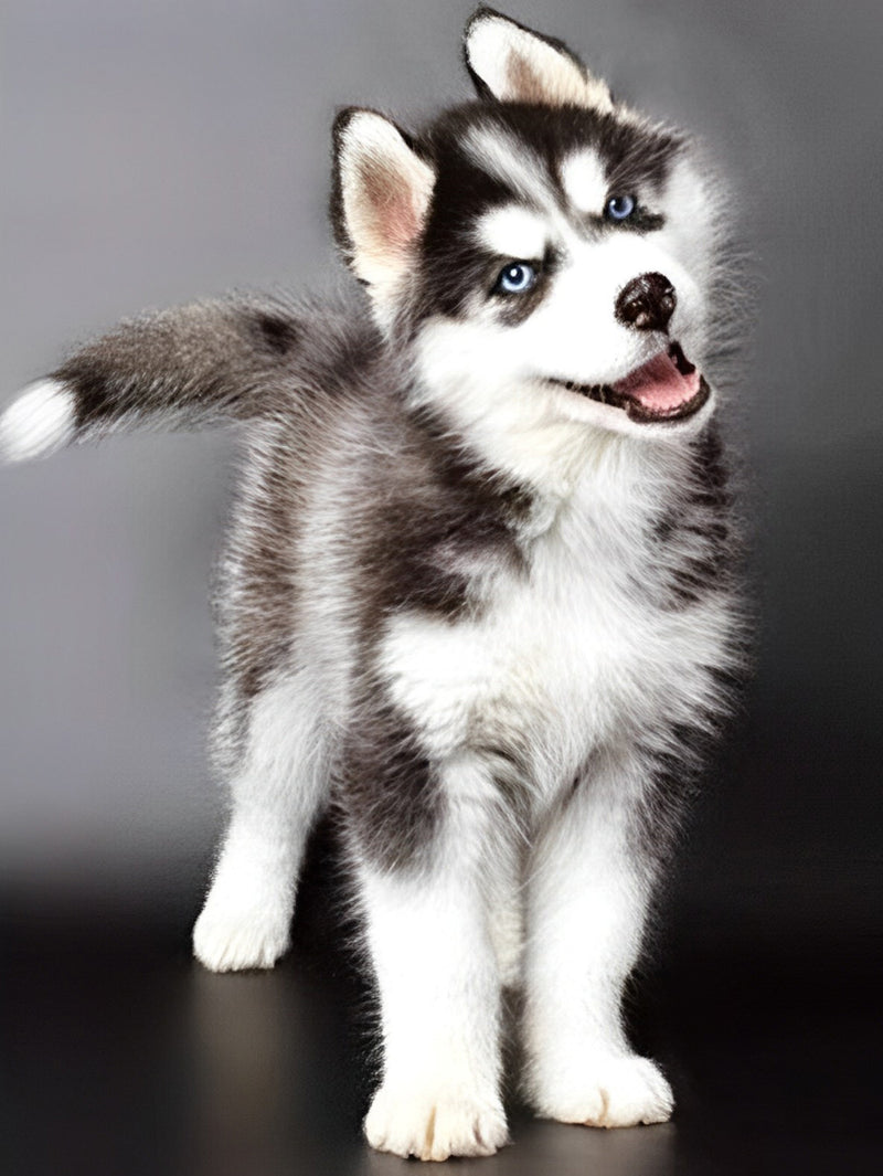 Husky Puppy with his Head Tilted Diamond Painting