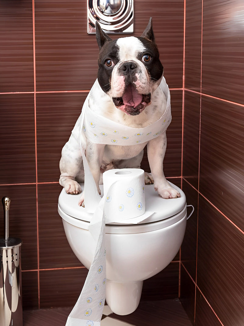 Bulldog Dog at the Toilet Diamond Painting