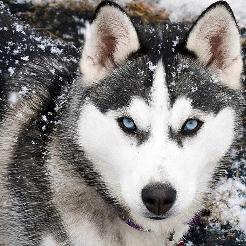 Husky Dog in the Snow Diamond Painting