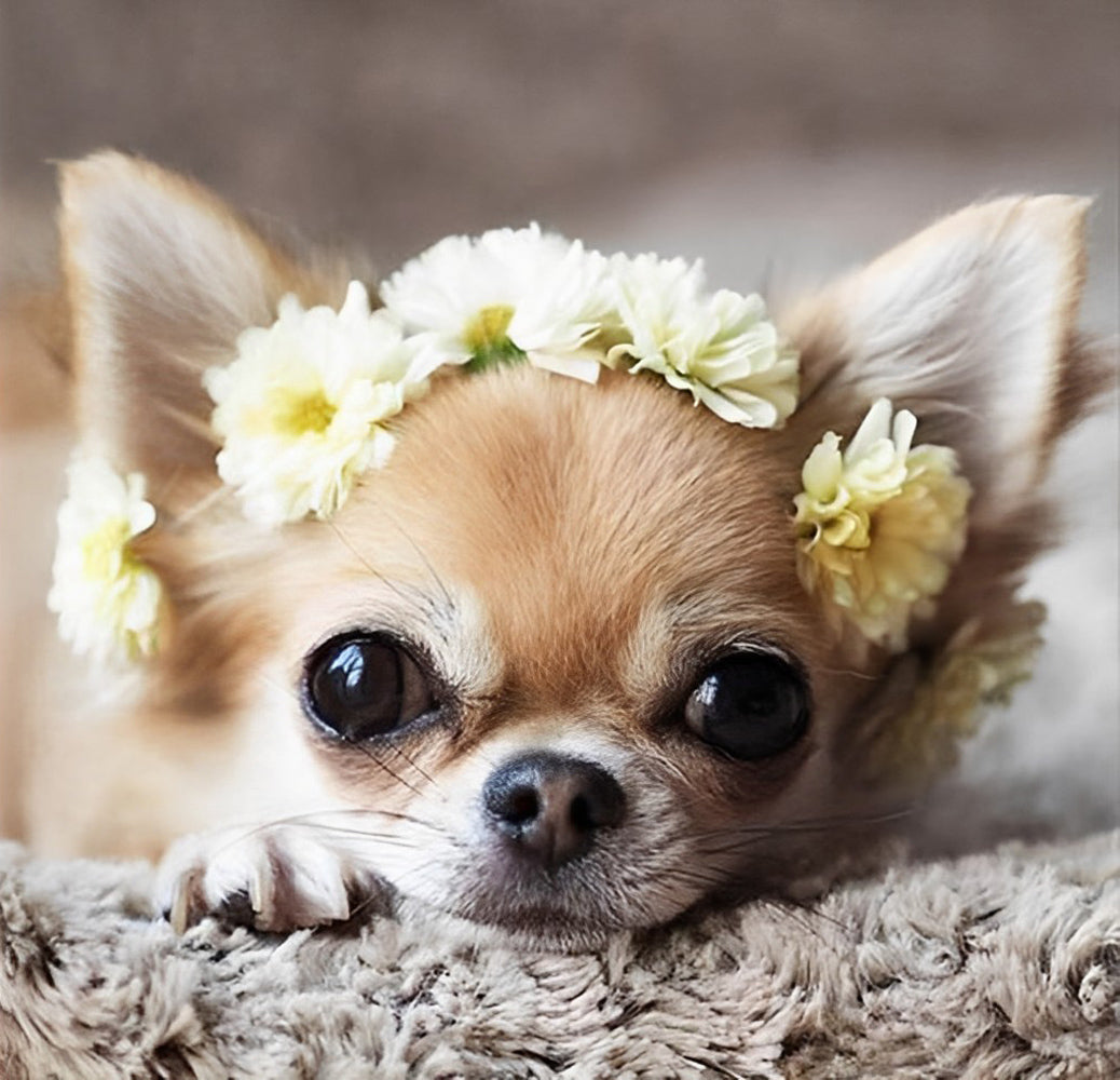 Chihuahua Dog with Flower Crown Diamond Painting