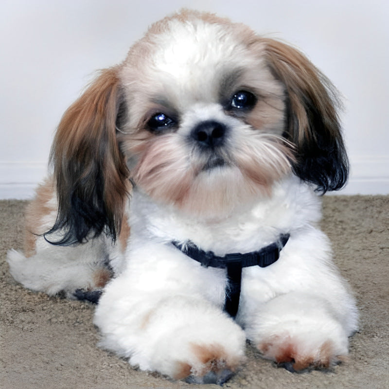 Cute Shih Tzu Dog Diamond Painting