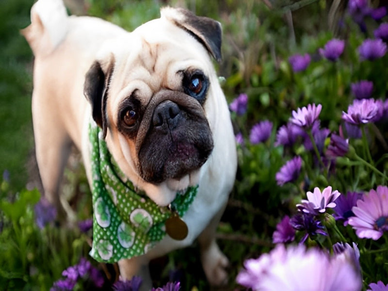 Pug Dog with a Scarf and Daisies 5D DIY Diamond Painting Kits