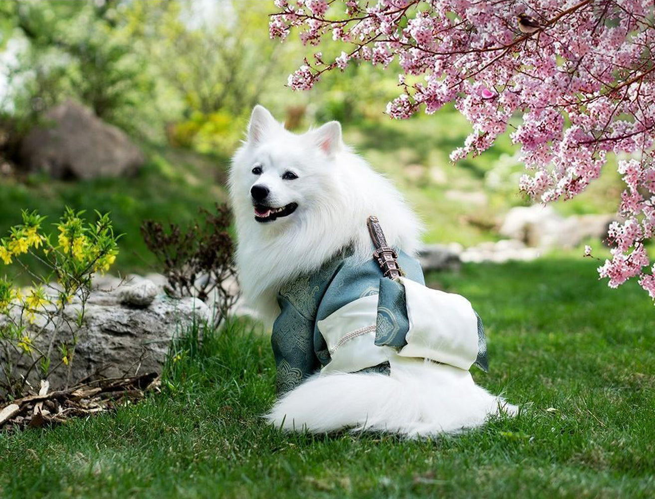 Kimono Samoyed Diamond Painting