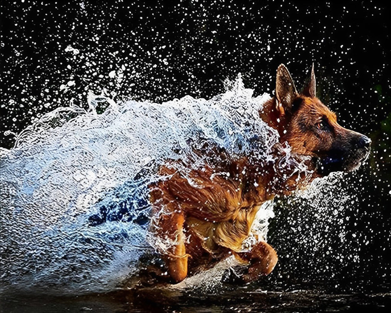 German Shepherd Dog Running in Water Diamond Painting