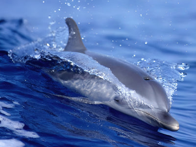 Dolphin on the Sea Surface 5D DIY Diamond Painting Kits