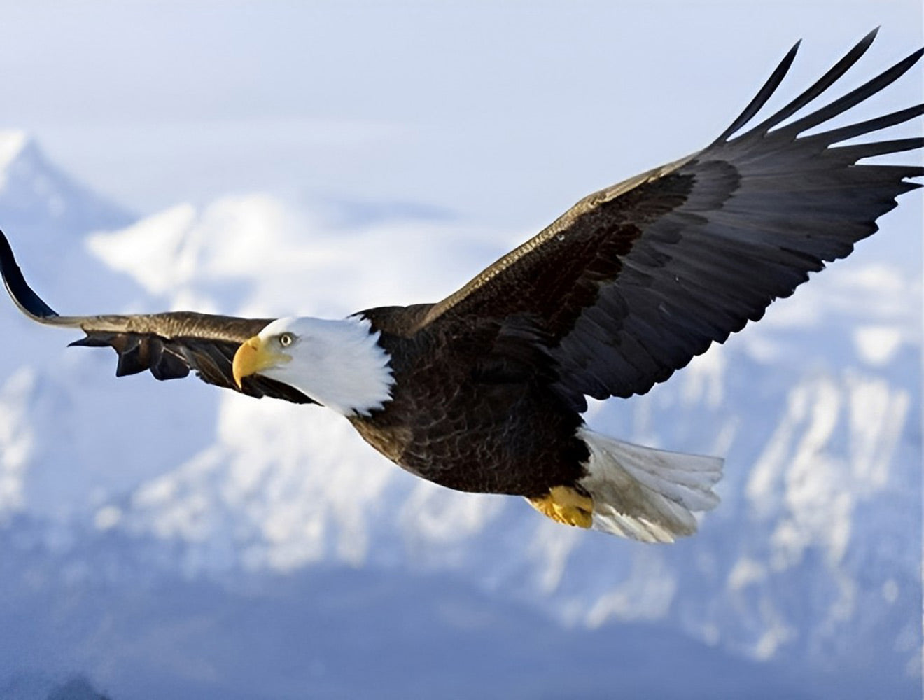 Bald Eagle Soaring Over Snowy Mountain Diamond Painting