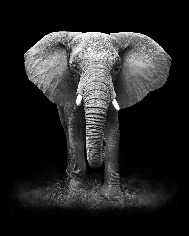 Great Black and White Elephant Diamond Painting