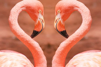 Couple of Flamingos in the Shape of the Heart 5D DIY Diamond Painting Kits
