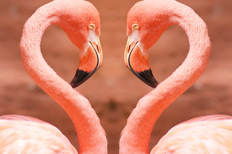 Couple of Flamingos in the Shape of the Heart Diamond Painting