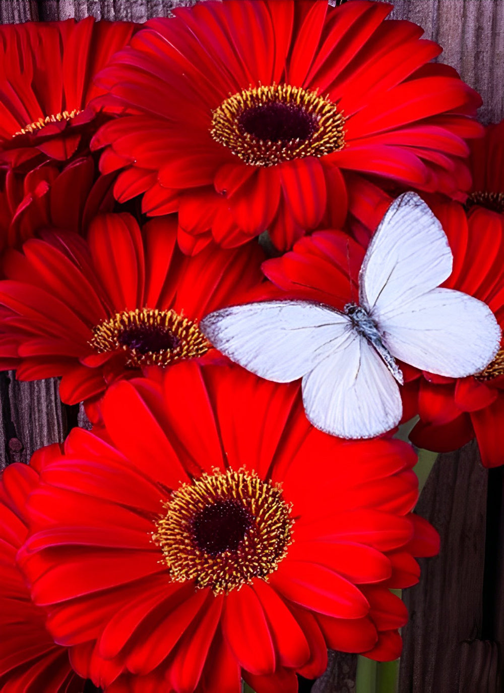 Red Chrysanthemums and White Butterfly Diamond Painting
