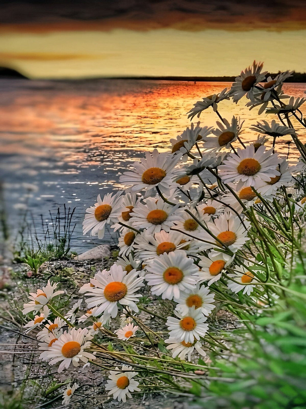 Small White Chrysanthemums Diamond Painting