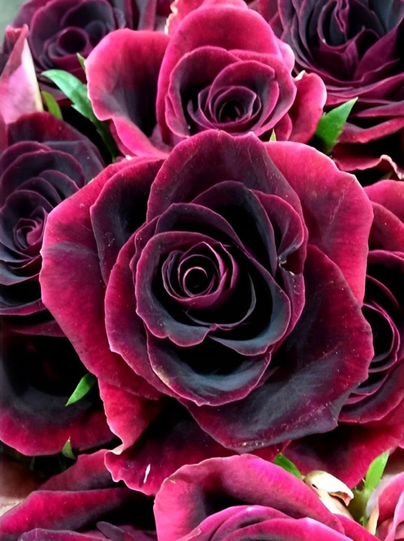 Dark Pink Roses 5D DIY Diamond Painting Kits