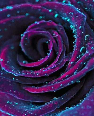 Purple-Blue Rose 5D DIY Diamond Painting Kits
