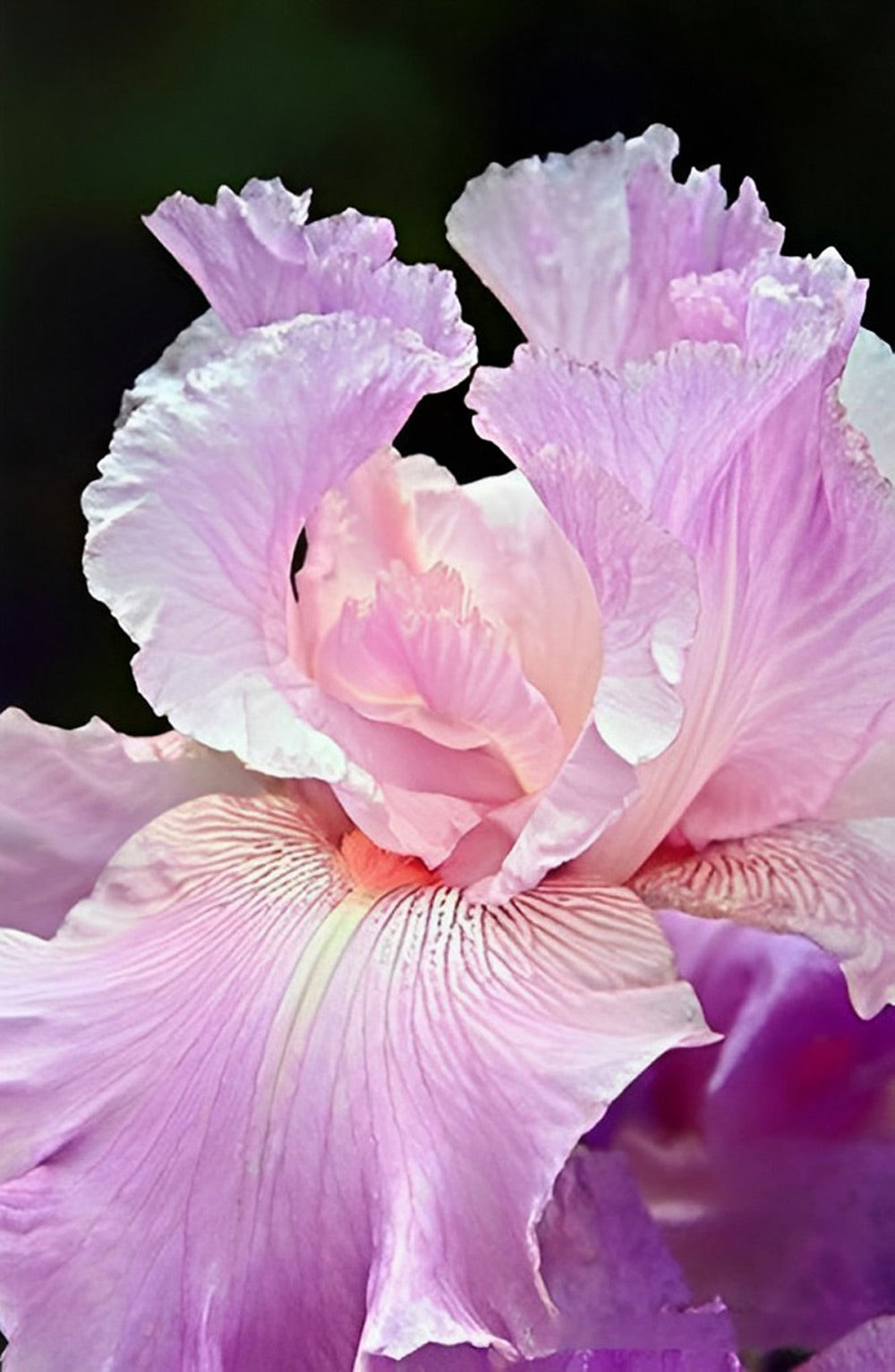 Beautiful Pink Iris Magnificent Diamond Painting