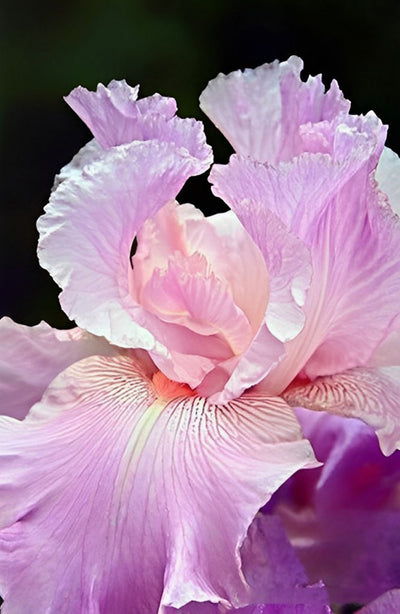 Beautiful Pink Iris Magnificent 5D DIY Diamond Painting Kits