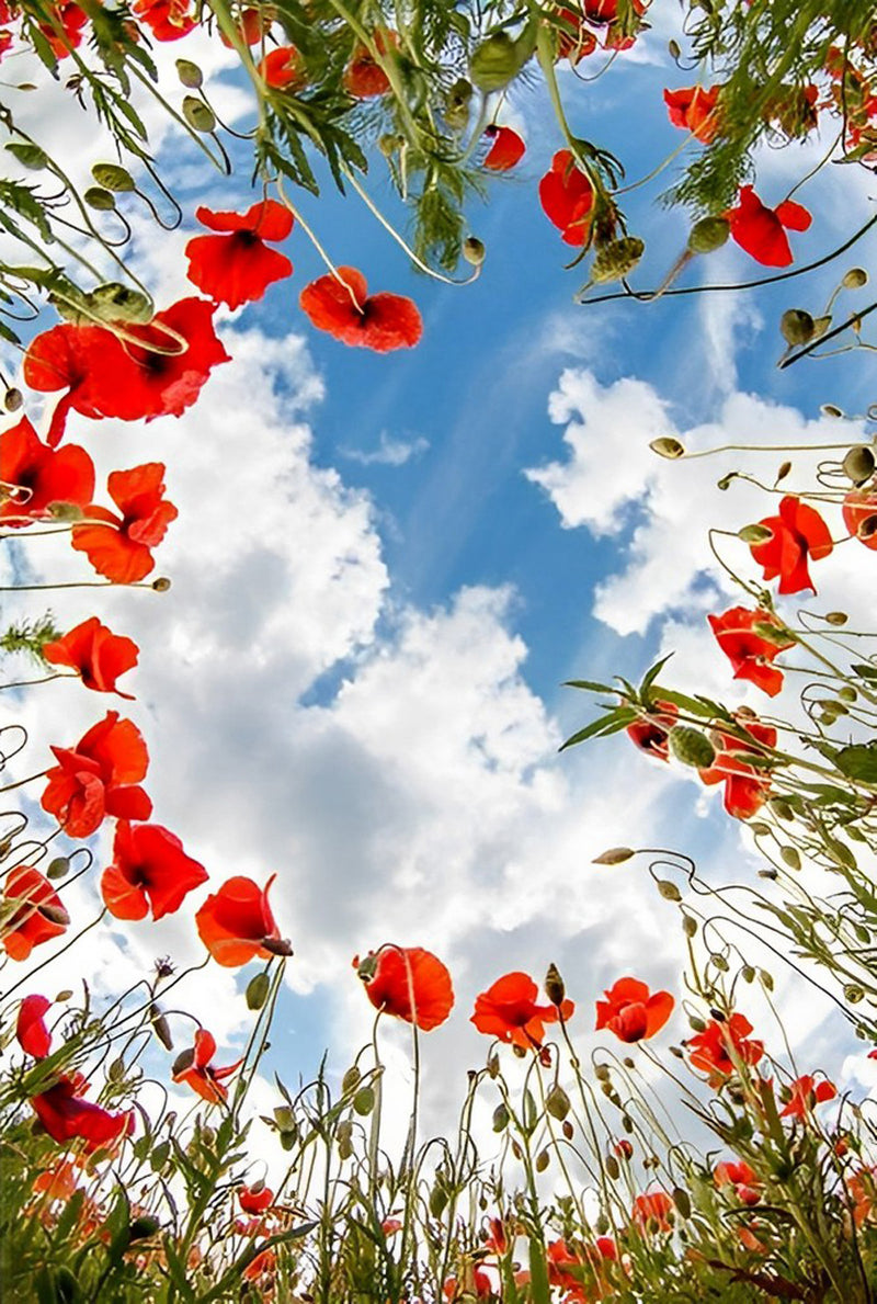 Red Poppies and the Sky 5D DIY Diamond Painting Kits