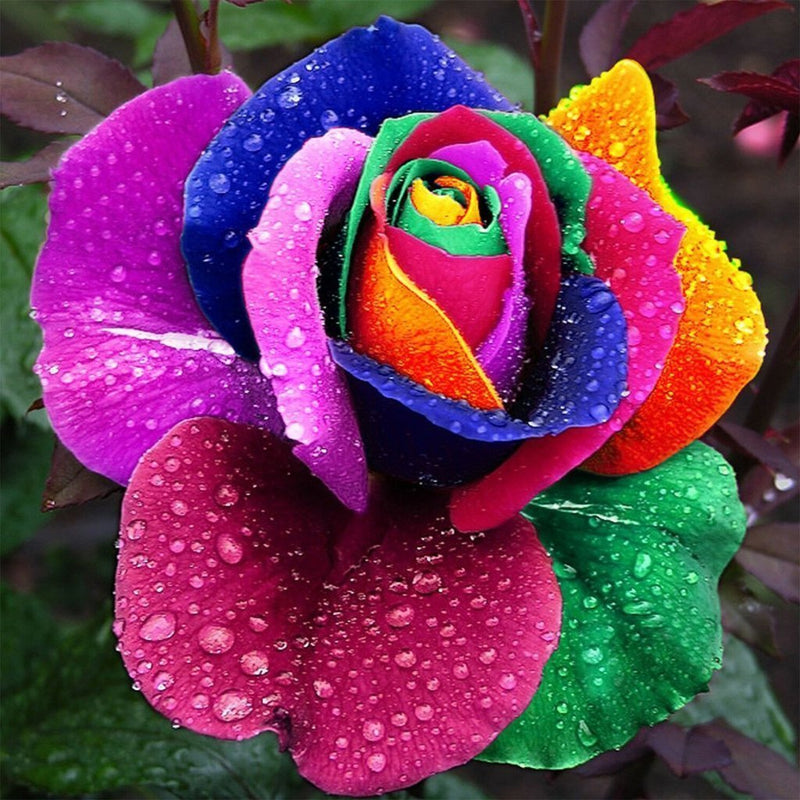 Rose in Rainbow Colors 5D DIY Diamond Painting Kits