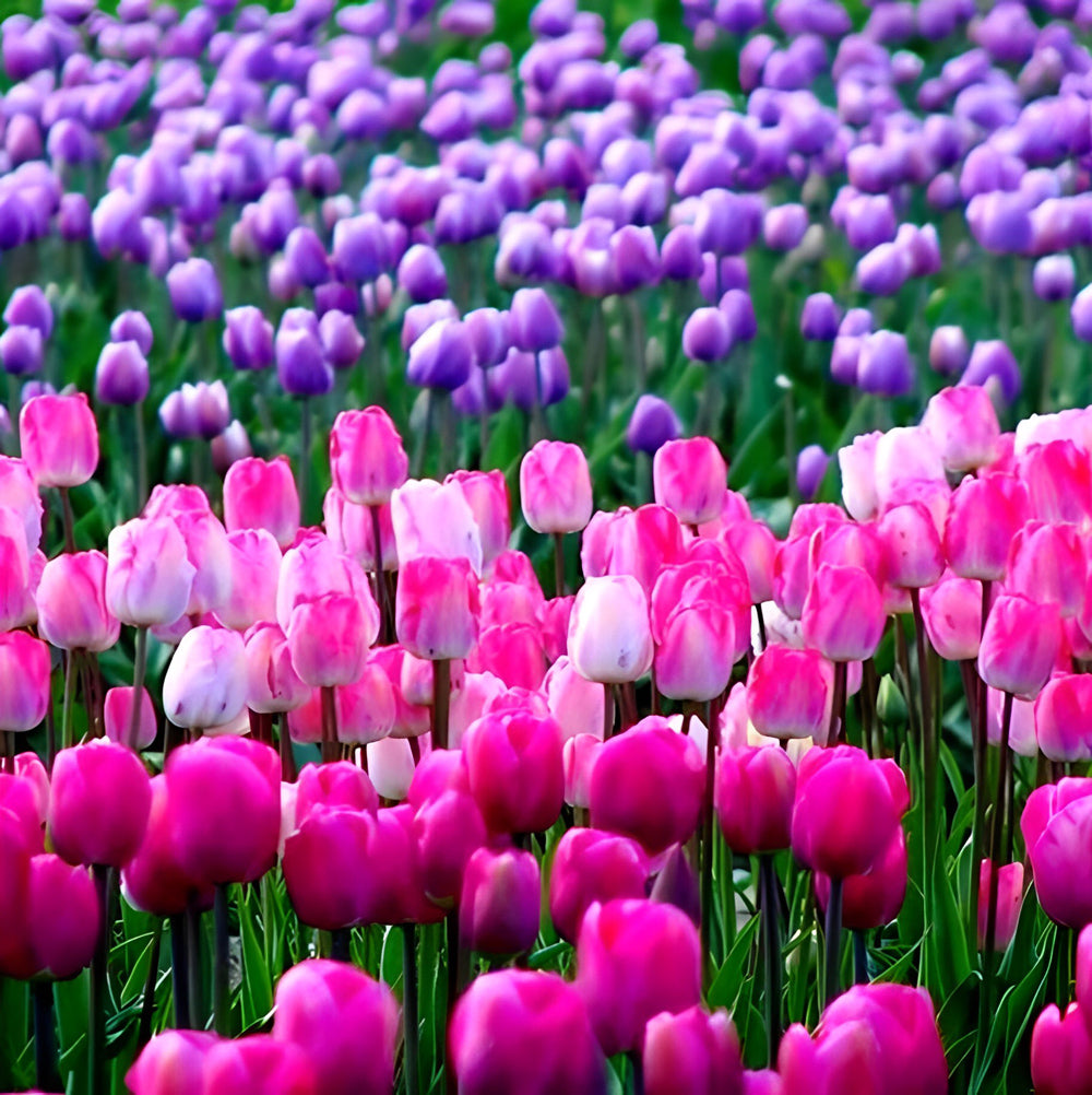 Pink and Purple Tulips Diamond Painting