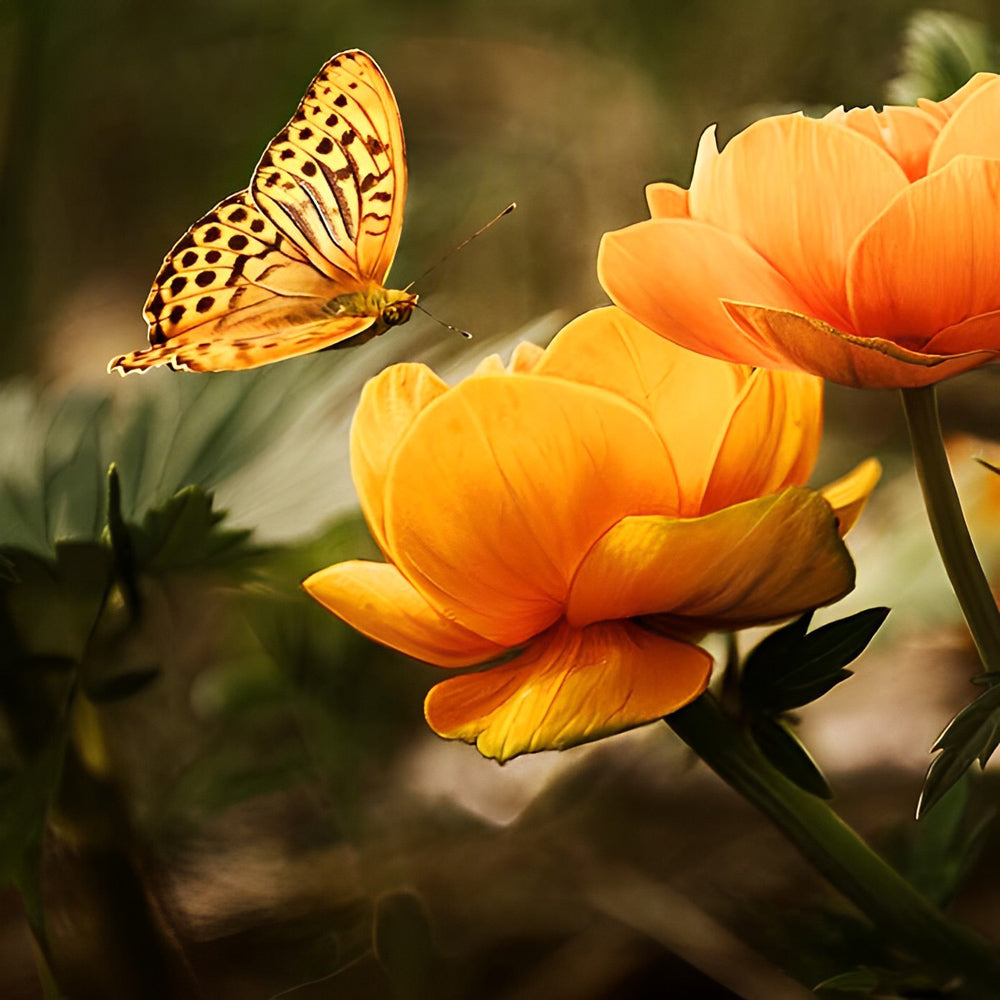 Lotus Orange and Orange Butterfly Diamond Painting