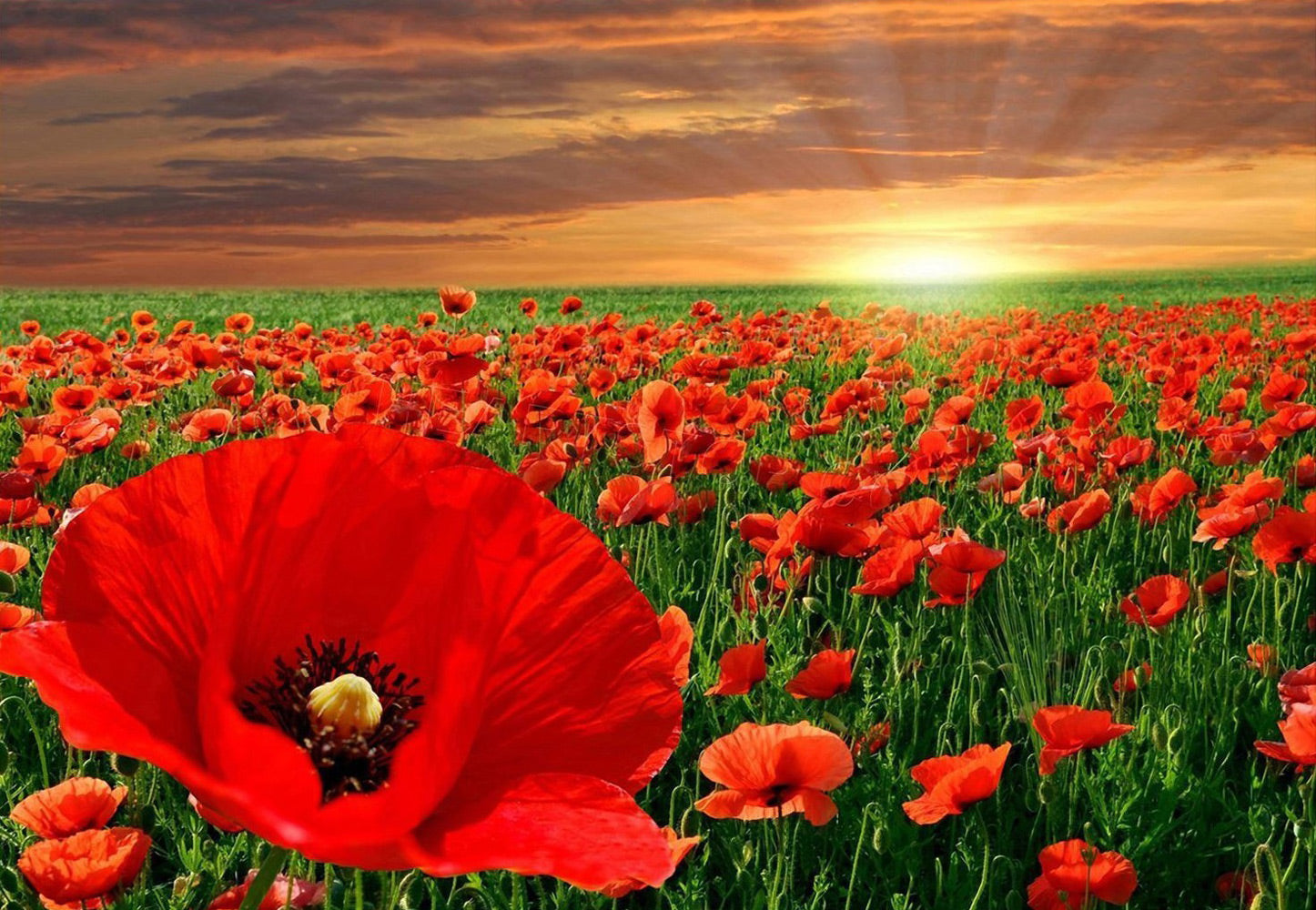 Red Poppies Fields Diamond Painting