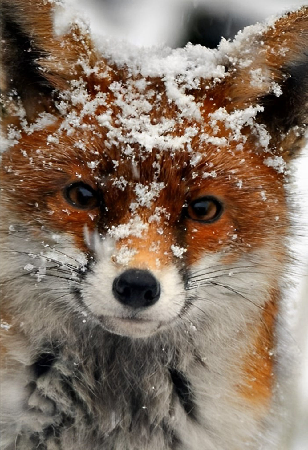 Fox and Snow Diamond Painting