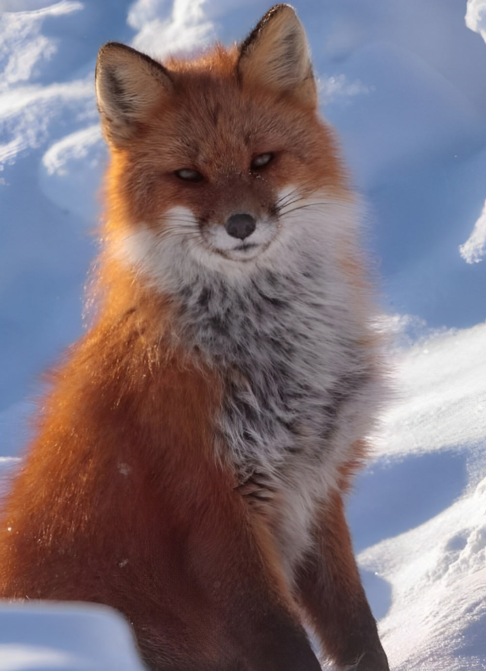 Red Fox in the Snow Diamond Painting