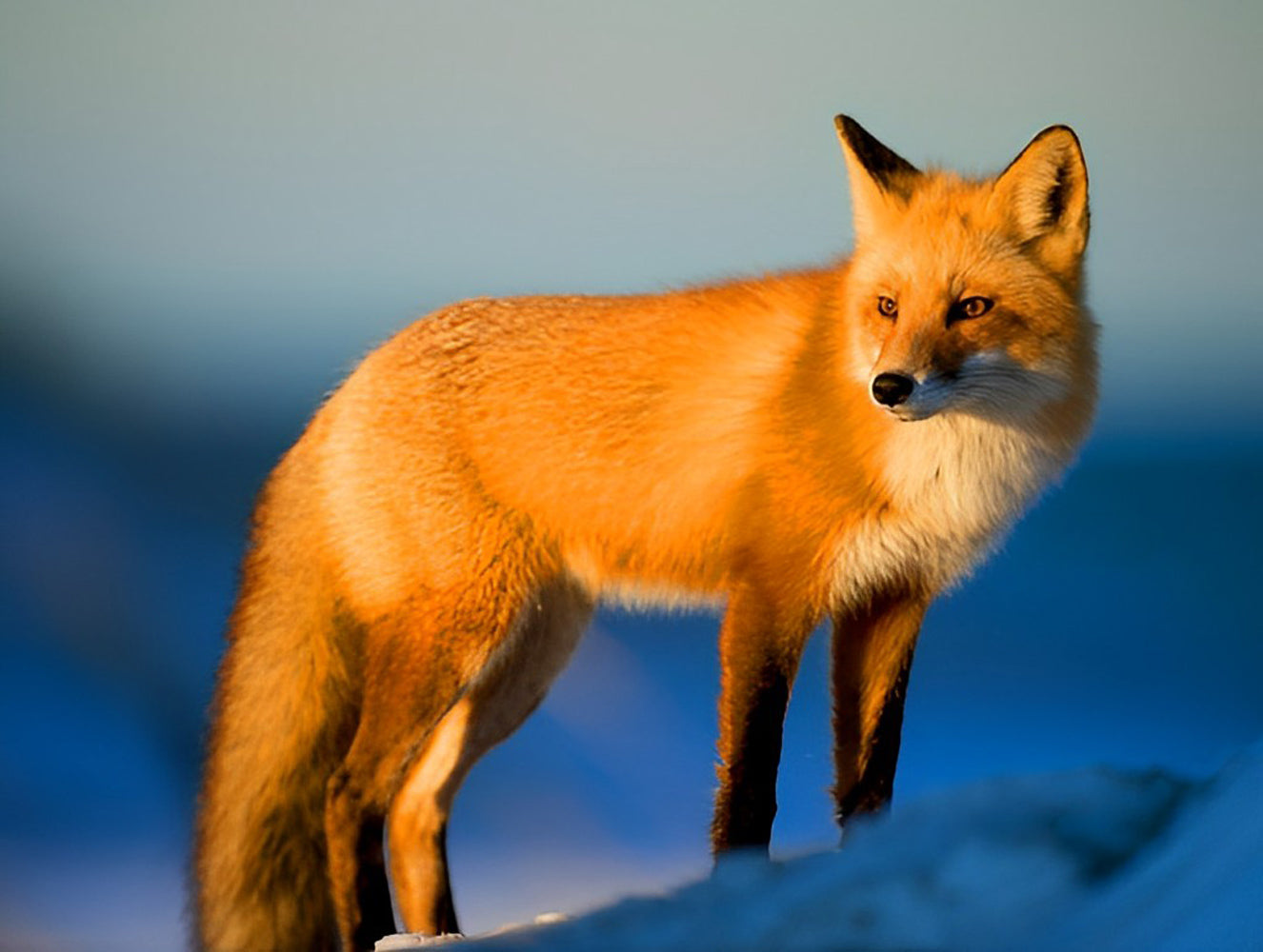 Red Fox under the Sunset Diamond Painting