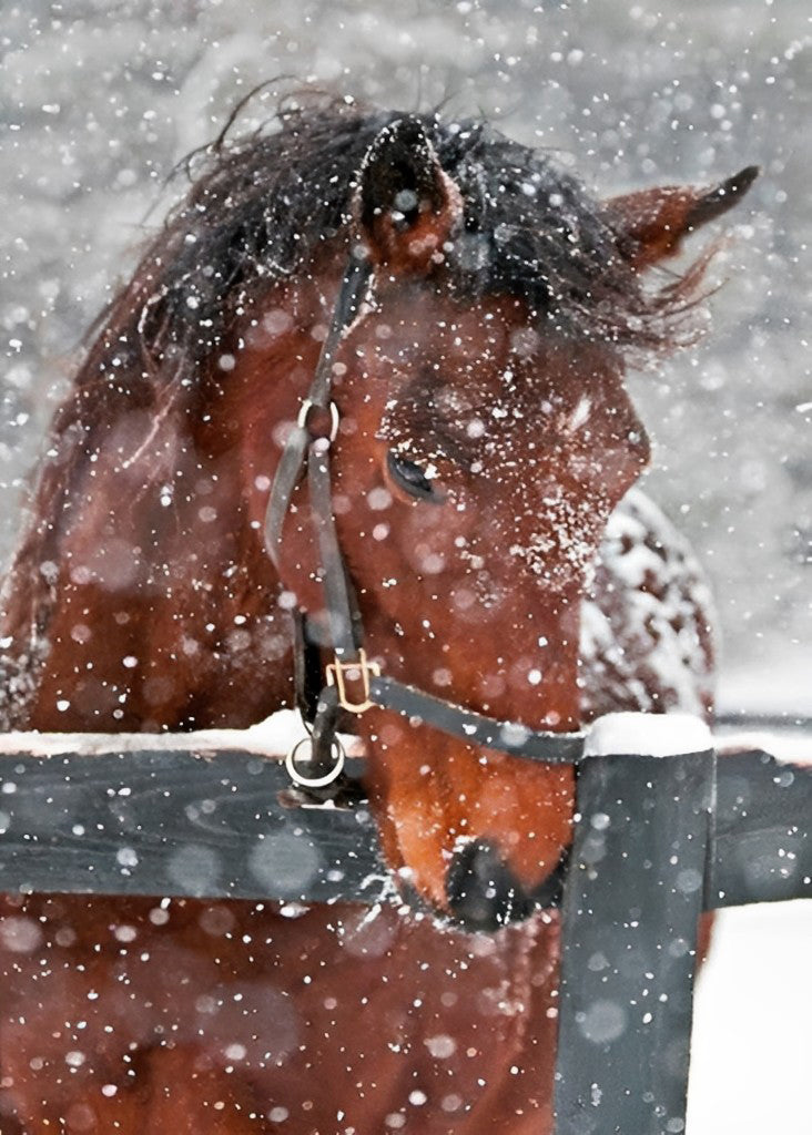 Brown Horse Looking at the Snow Diamond Painting