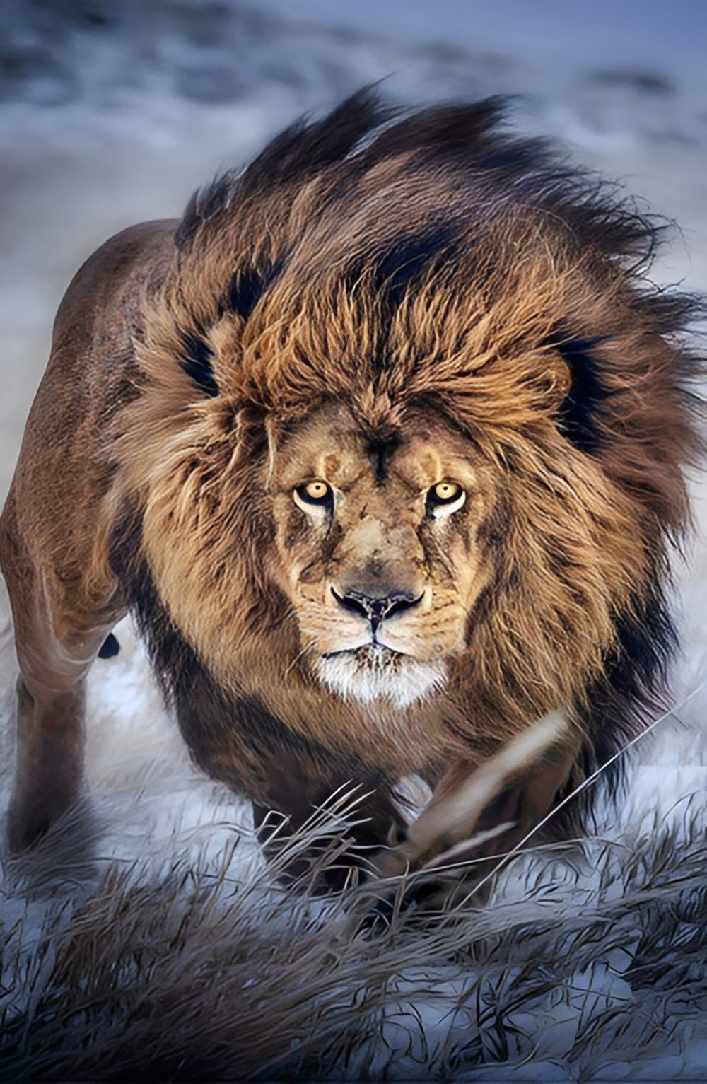 Walking Lion Diamond Painting