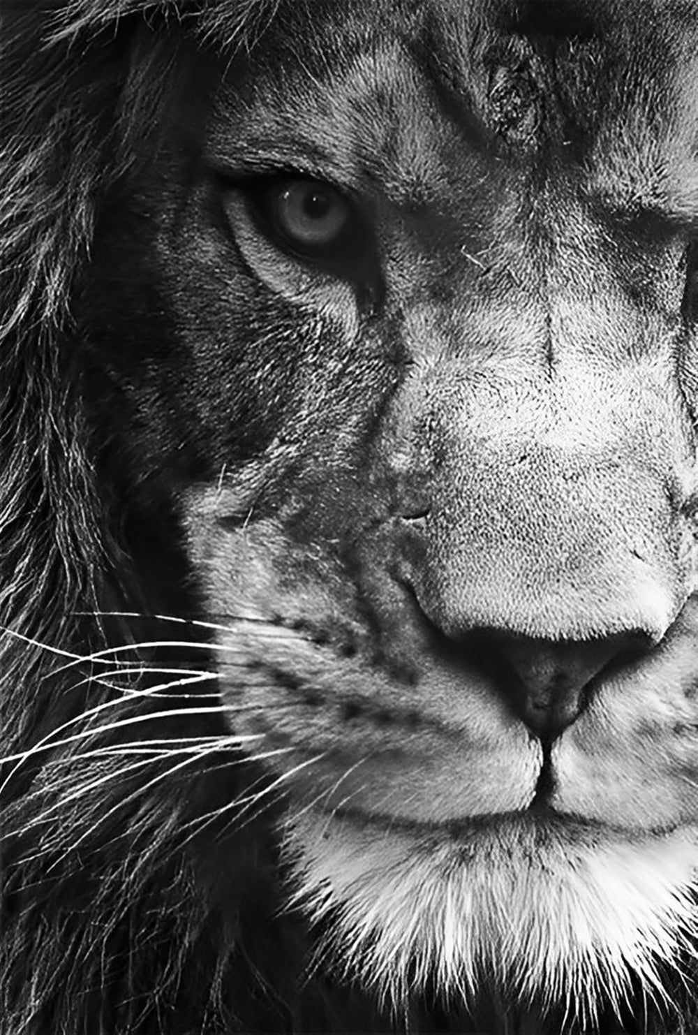 Black and White Lion Animal Diamond Painting