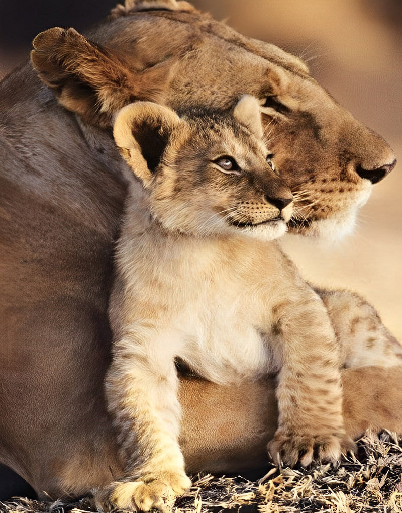 Lioness holding her lion cub Diamond Painting