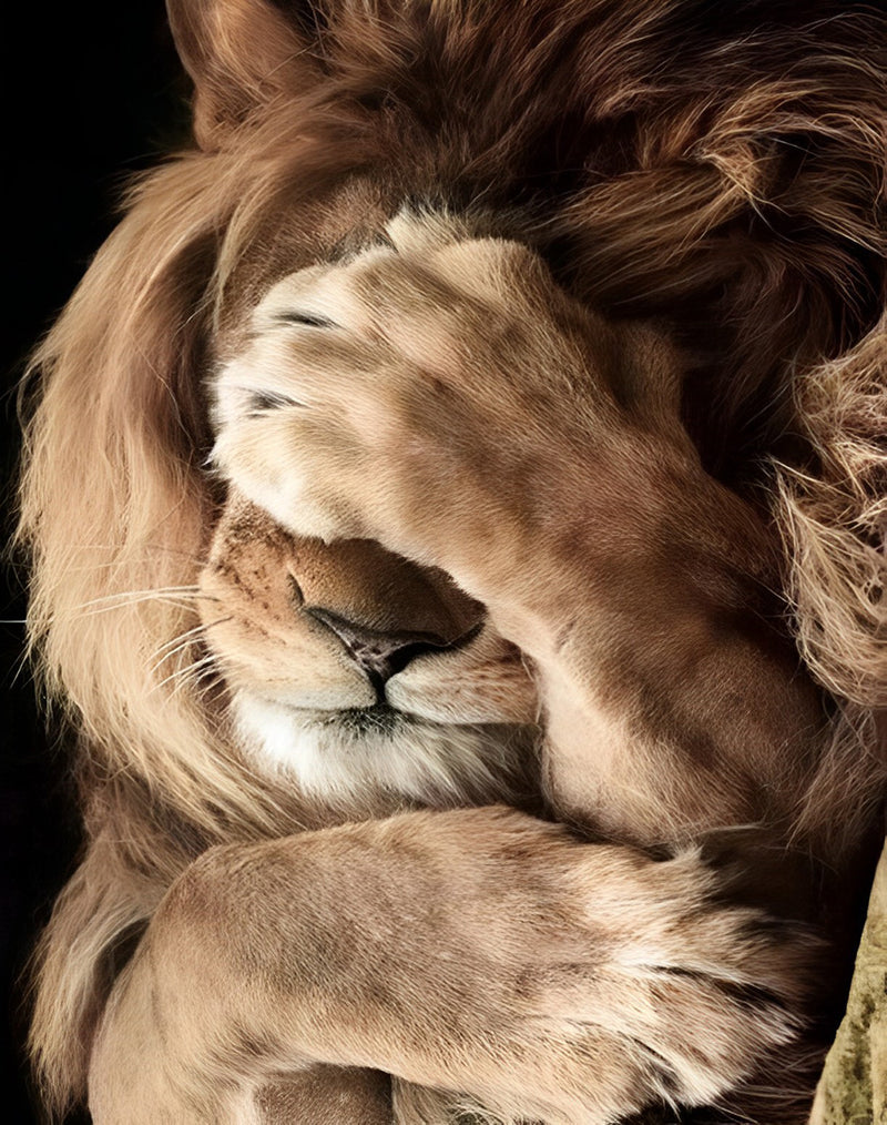 Lion covering his face Diamond Painting