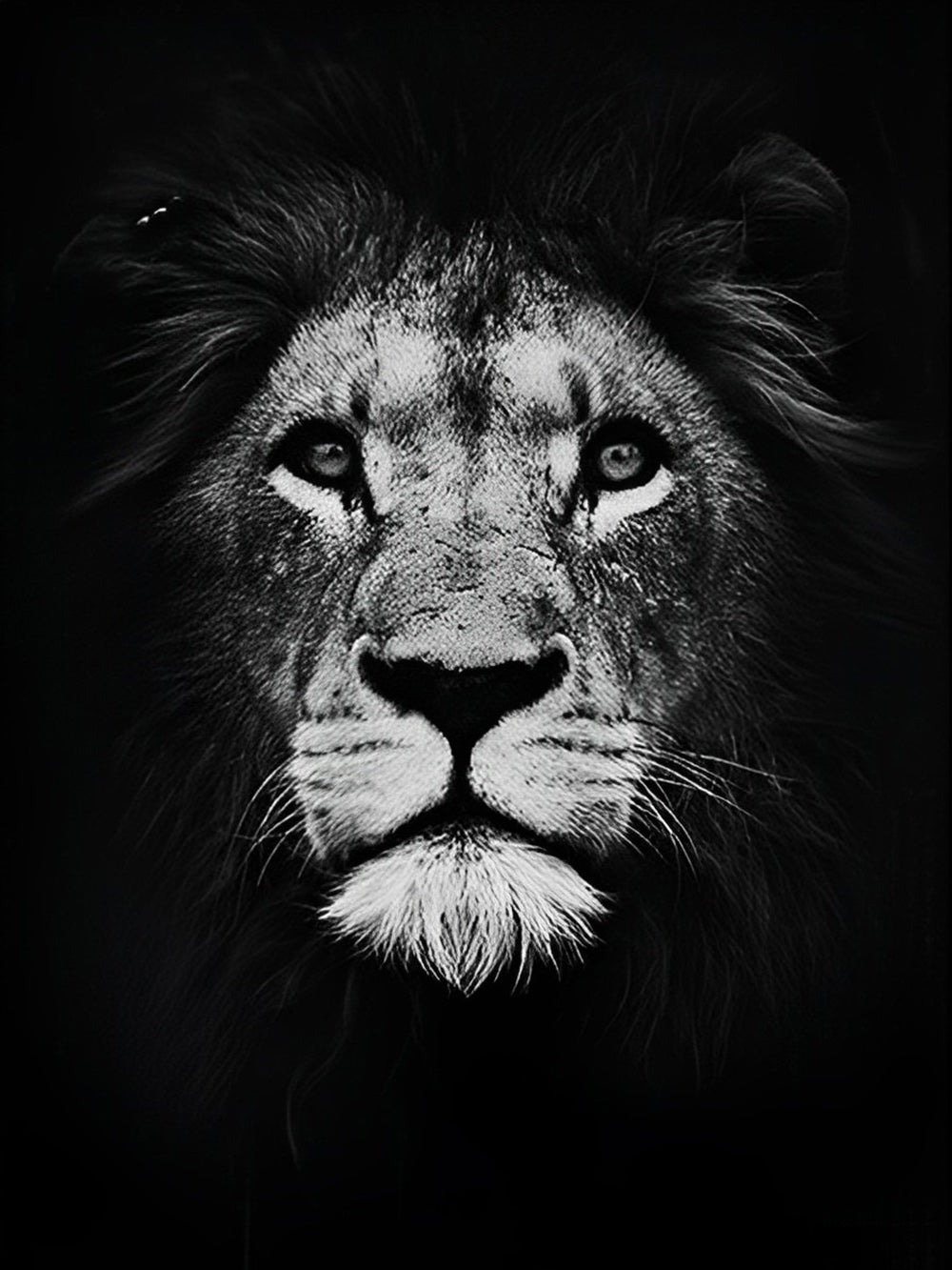 Wise Lion in White and Black Diamond Painting