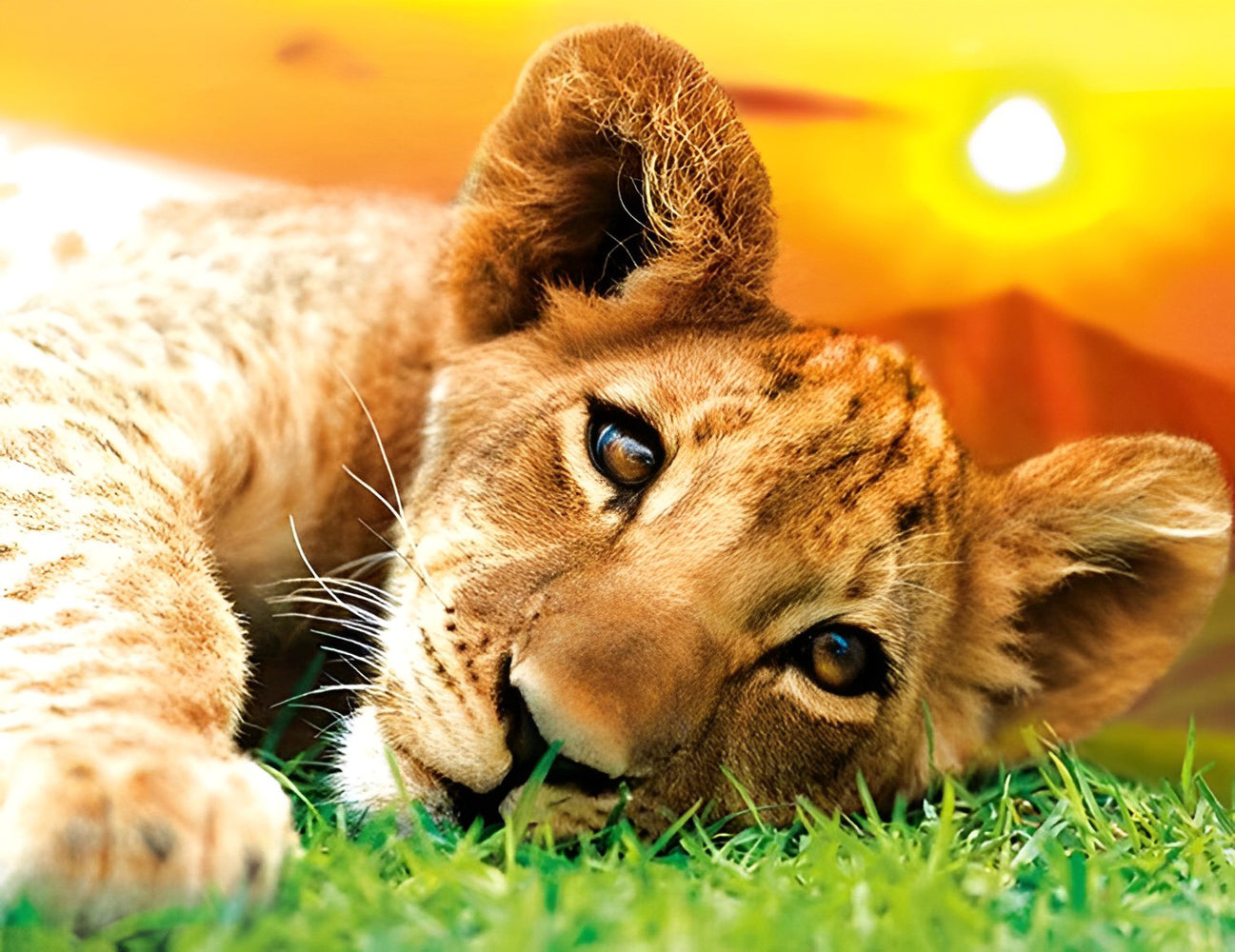 Lion Cub Lying on the Lawn Diamond Painting