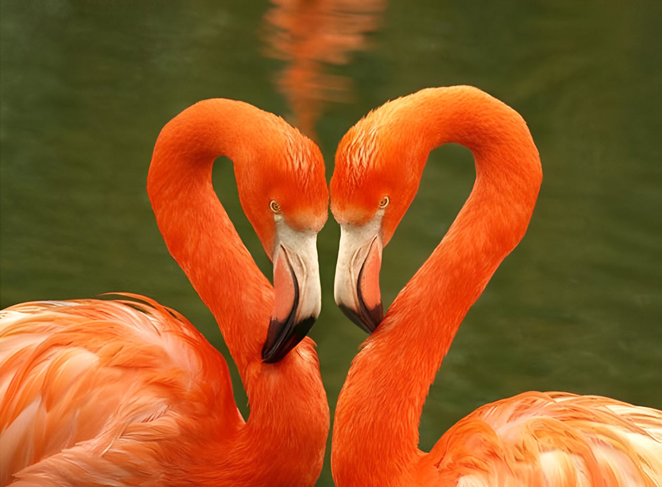 Heart Shaped Flamingos Diamond Painting