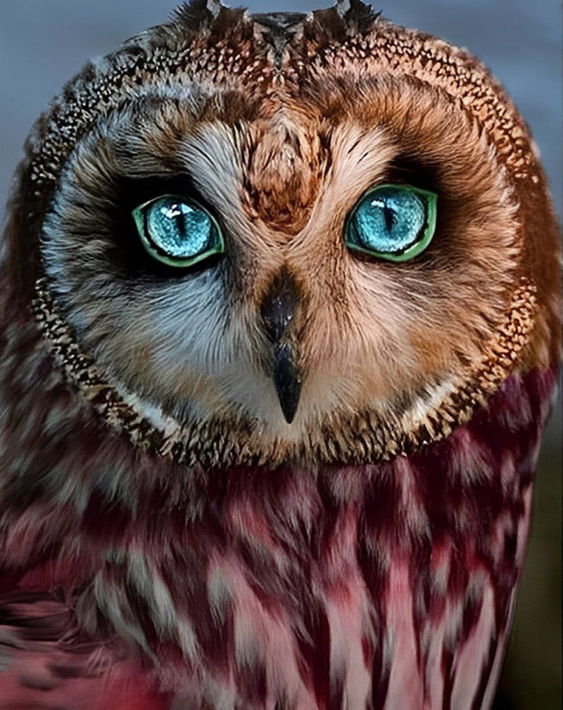 Blue Eyed Owl Diamond Painting