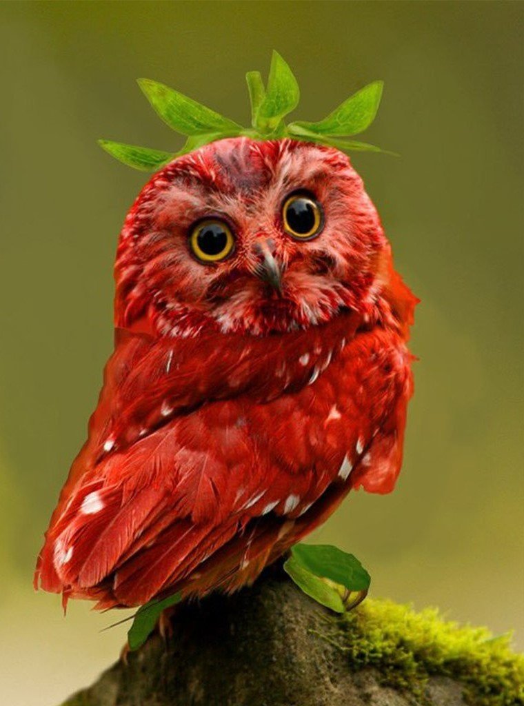 Little Red Owl Diamond Painting