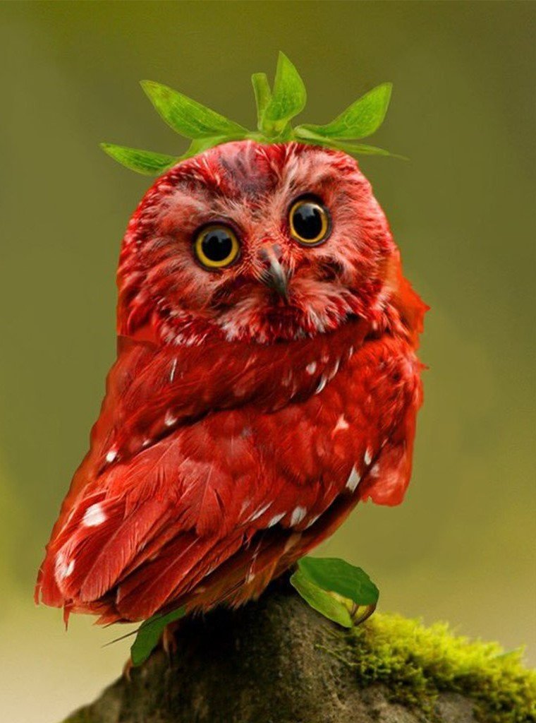 Little Red Owl 5D DIY Diamond Painting Kits