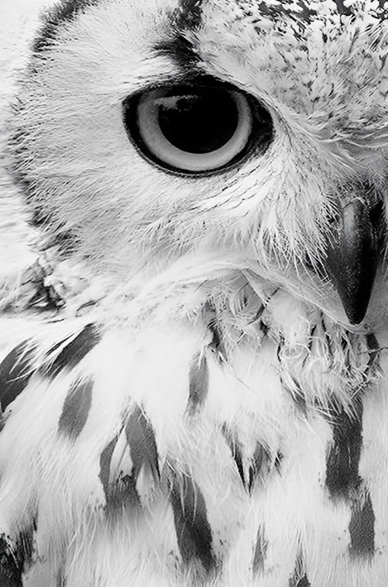 Half Face of the Snowy Owl Diamond Painting