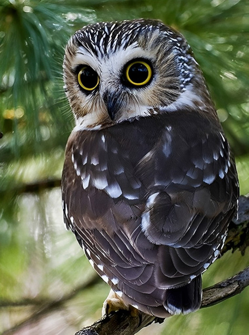 Owl Turning Head 5D DIY Diamond Painting Kits